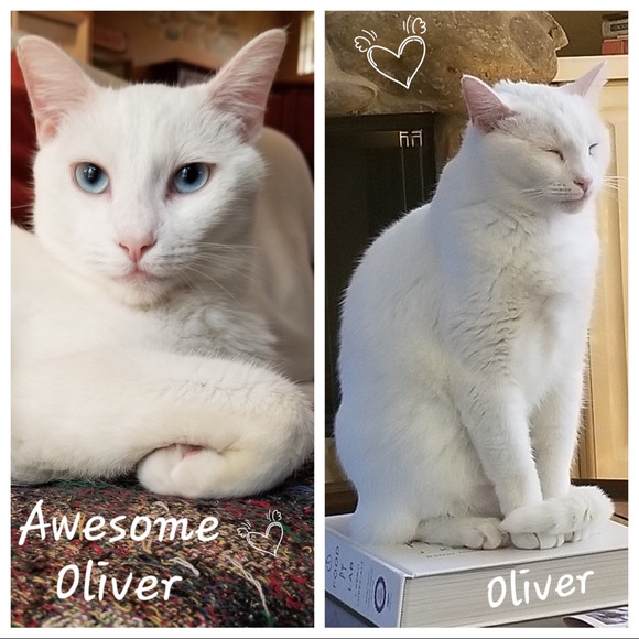 Turkish Van Other - ♥️ My name is Oliver - Blue Eyes & Deaf